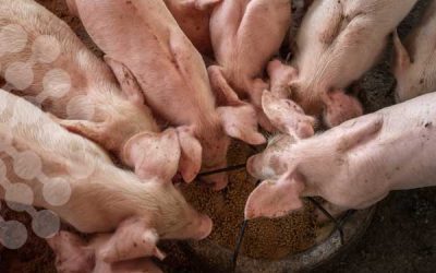 Investigación de nuevas estrategias de nutrición, sanitarias y medioambientales para una porcicultura sostenible y de futuro