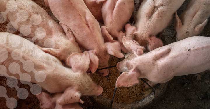 inneara Proyectos: Investigación de nuevas estrategias de nutrición, sanitarias y medioambientales para una porcicultura sostenible y de futuro.