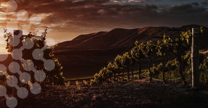 inneara Proyectos: Estrategias de cultivo y vinificación para obtención de vino de Listán blanco con crianza bajo velo en la isla de Tenerife.